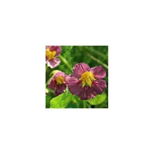 Nasturtium Flower Seeds for Planting [neera-v5-b0daa2e5671c26e9d9ee]