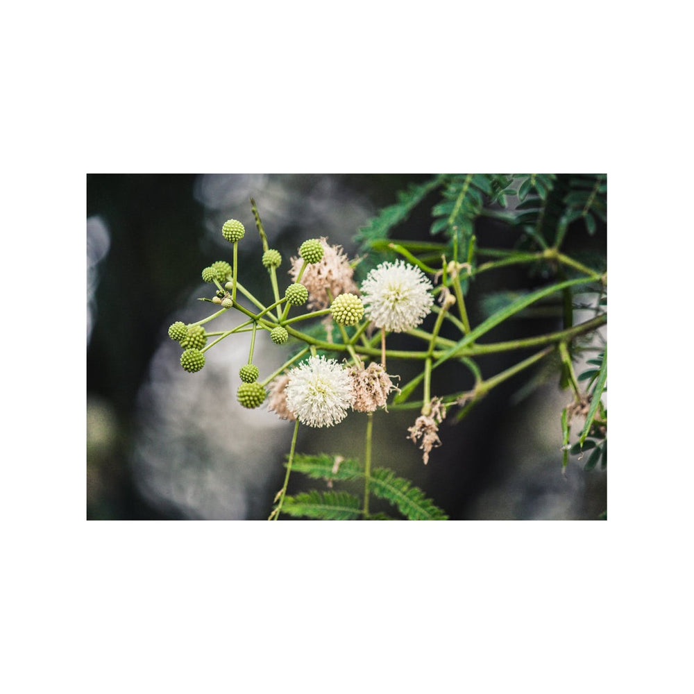Heirloom River Tamarind Flower Non Gmo Fast Growing Blooms Shade And Garden Planting Flower [neera-v5-b10d0a5474584f4cc823]