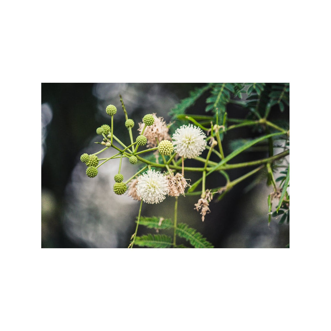 Heirloom River Tamarind Flower Non Gmo Fast Growing Blooms Shade And Garden Planting Flower [neera-v5-b10d0a5474584f4cc823]