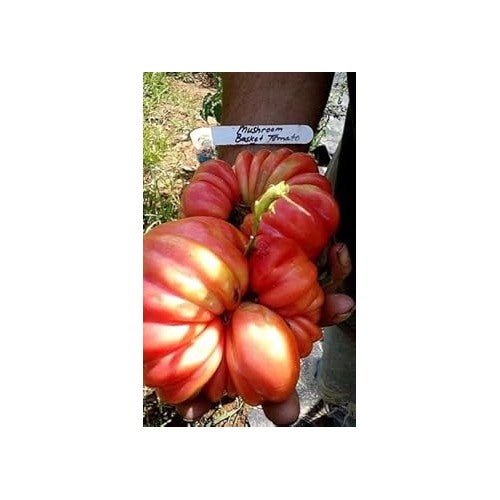 Red Beefsteak Tomato Vegetable Seeds for Planting [neera-v5-b10da034e6ea886b2671]