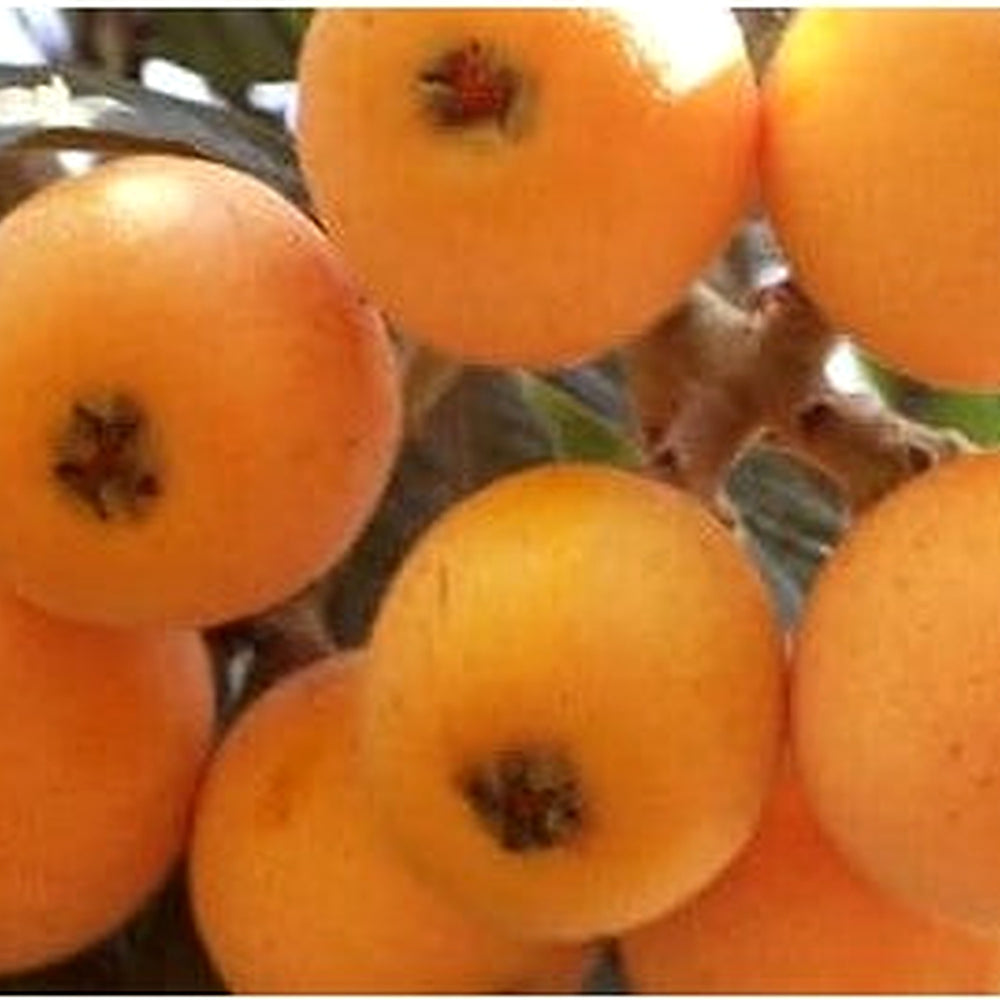 Mispel Fruit Seeds for Planting | Heirloom Non-GMO Organic Garden Seeds for Unique, Aromatic Fruits [neera-v5-b10e31e5d321149668e0]