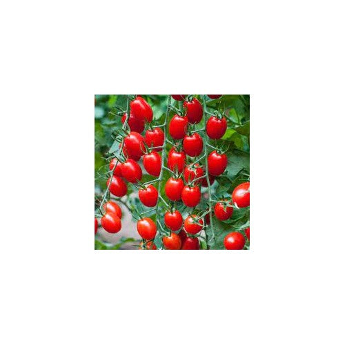 Red Grape Cherry Tomato Seeds for Planting [neera-v5-b10ef2a75402633c2d69]