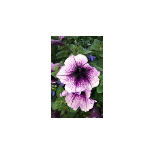 Lavender Black Petunia Flower Seeds for Planting [neera-v5-b1126c33e6908c7fe33b]