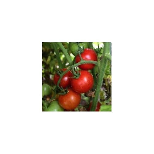 Red Tomato Seeds for Planting [neera-v5-b11272d34d021f6c024c]