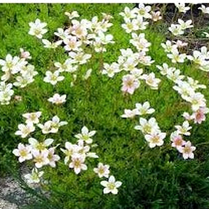 Heirloom White Blush Saxifraga Flower Seeds for Planting [neera-v5-b11b0dc147196f0dad8a]