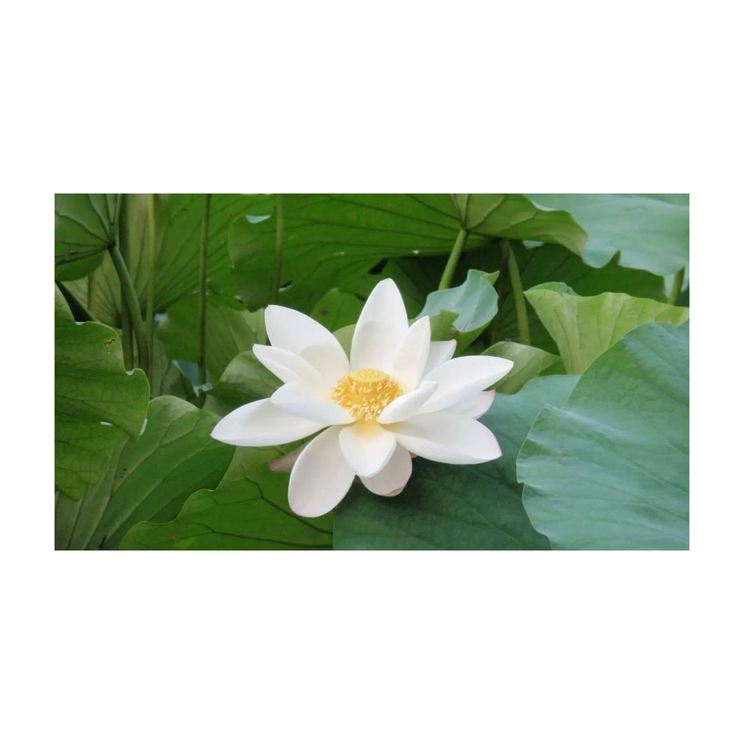 White Sacred Lotus Nelumbo Nucifera For Planting Heirloom Non Gmo Flower Seeds for Home Garden [neera-v5-b1275756640cf304c656]