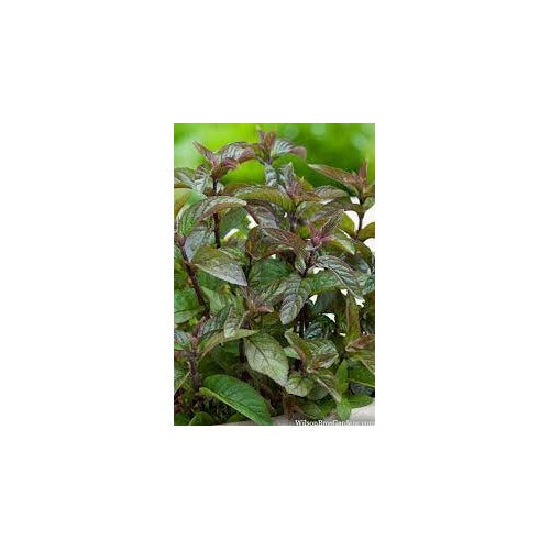 Chocolate Mint Herb Seeds [neera-v5-b12dec8188d487bd4d3b]