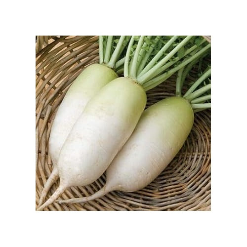 Heirloom Non-GMO White Radish Vegetable Seeds for Home Garden Planting [neera-v5-b13202b50ba09bc84e93]