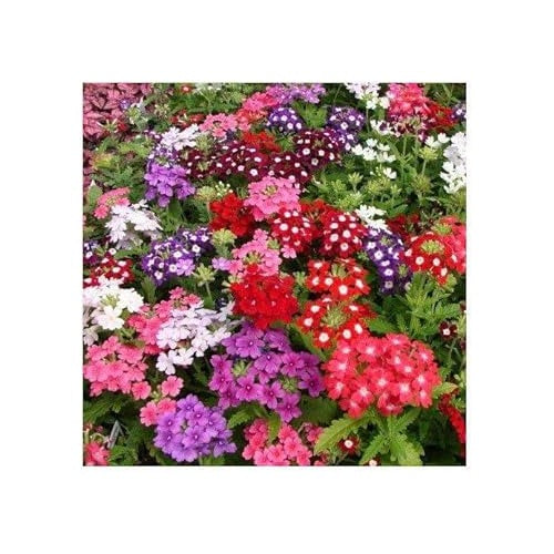 Yellow Verbena Didyma Flower Seeds for Garden [neera-v5-b14602a25412d6961b71]