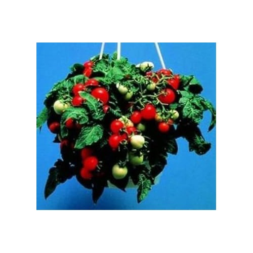 Red Tomato Seeds for Planting [neera-v5-b147348ad49050bf0ef7]