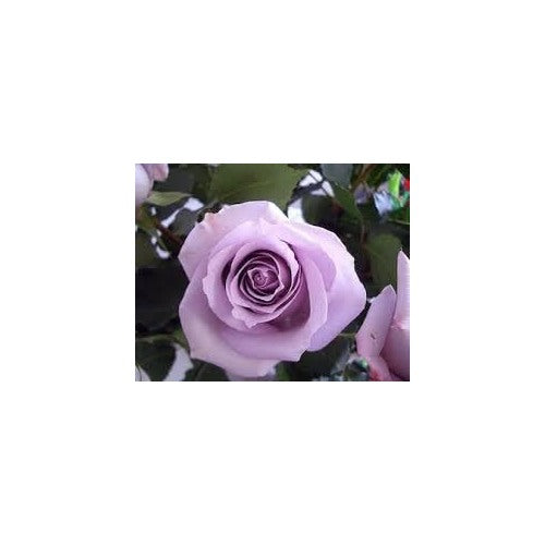 Heirloom Non-GMO Lavender Rose Flower Seeds for Planting [neera-v5-b14b6e63e499167fcdd4]