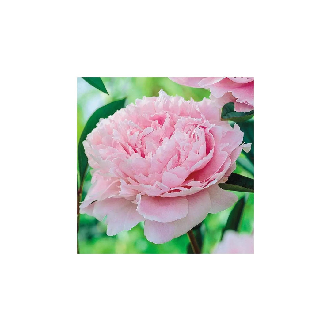 Pink Peony Flower For Planting Non Gmo Perennials Flower Seeds for Home Garden Planting, Landscape [neera-v5-b1611d3c4facb0e44c41]