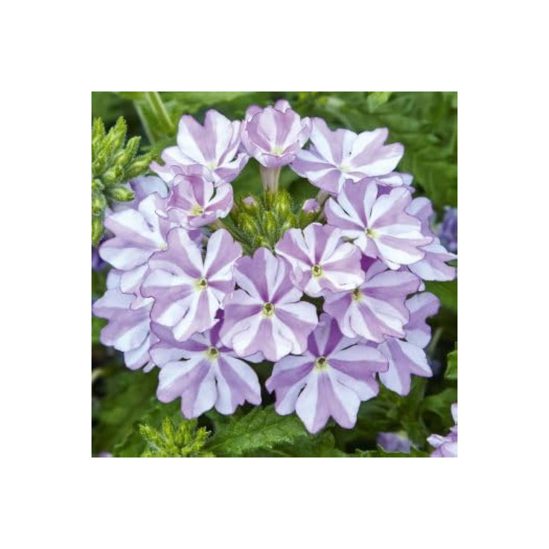 White Purple Organic Heirloom Verbena Flower Non Gmo Hardy For Planting Flower Seeds for Home [neera-v5-b169374e60fbed107c95]