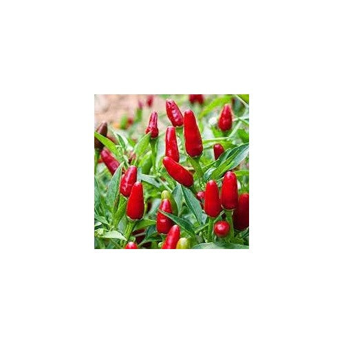 Heirloom Jamaican Bird Pepper Plant Seeds [neera-v5-b173b626fa086410cce4]