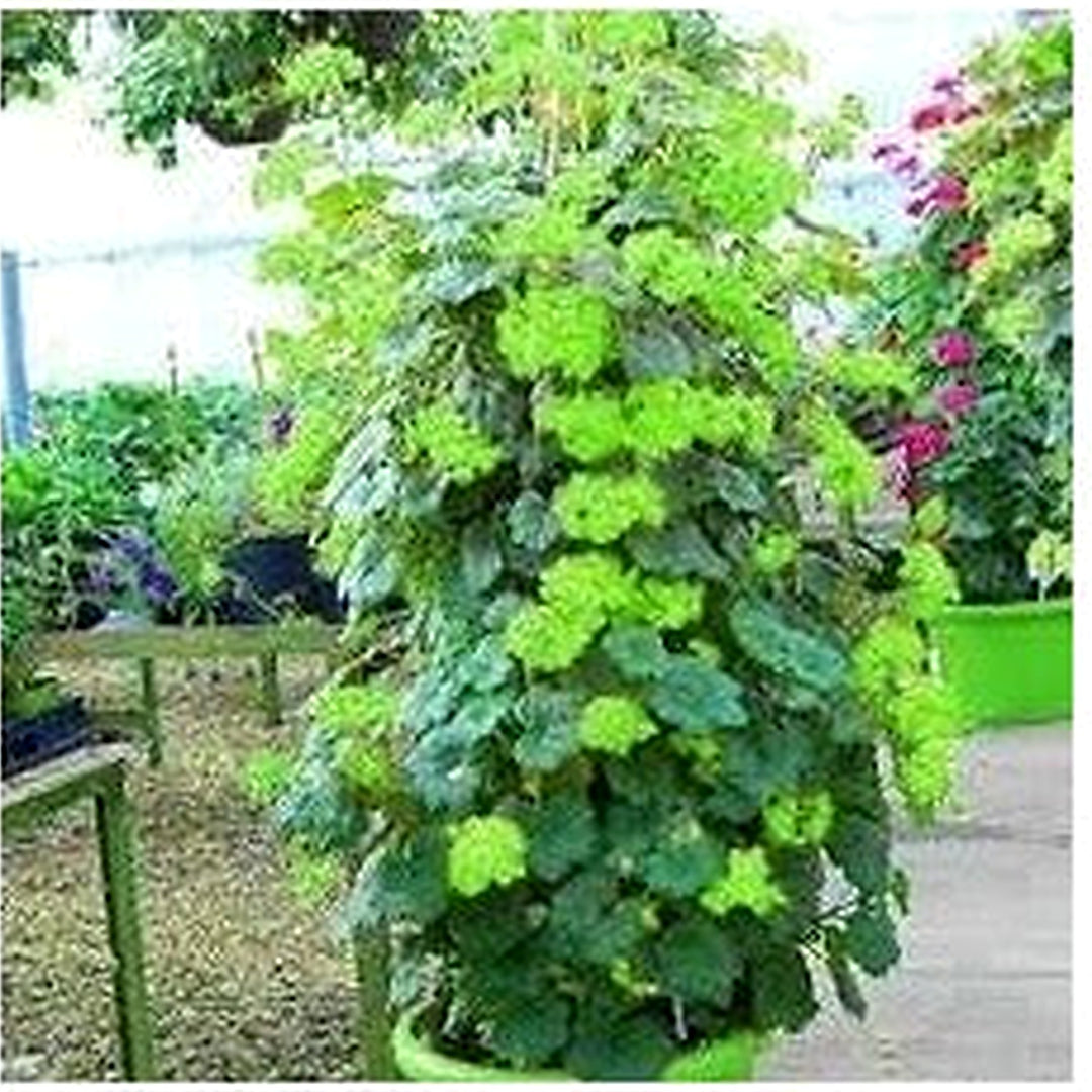 Green Climbing Geranium Flower Seeds for Planting [neera-v5-b17949b0974cc8e79107]