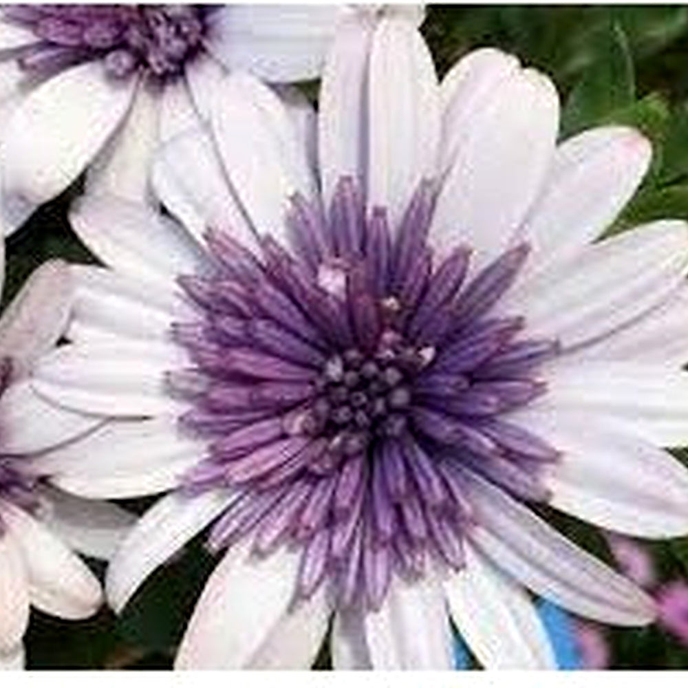White Purple Omeris Flower Seeds for Planting [neera-v5-b17fbf5396e78e993406]