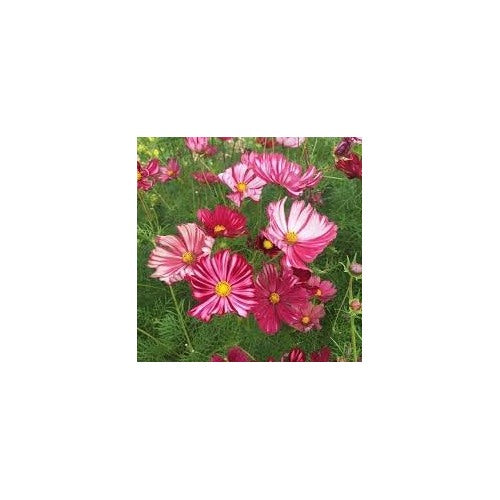 Cosmos Velouette Flower Seeds for Planting [neera-v5-b18019cd45e8fd716cfc]