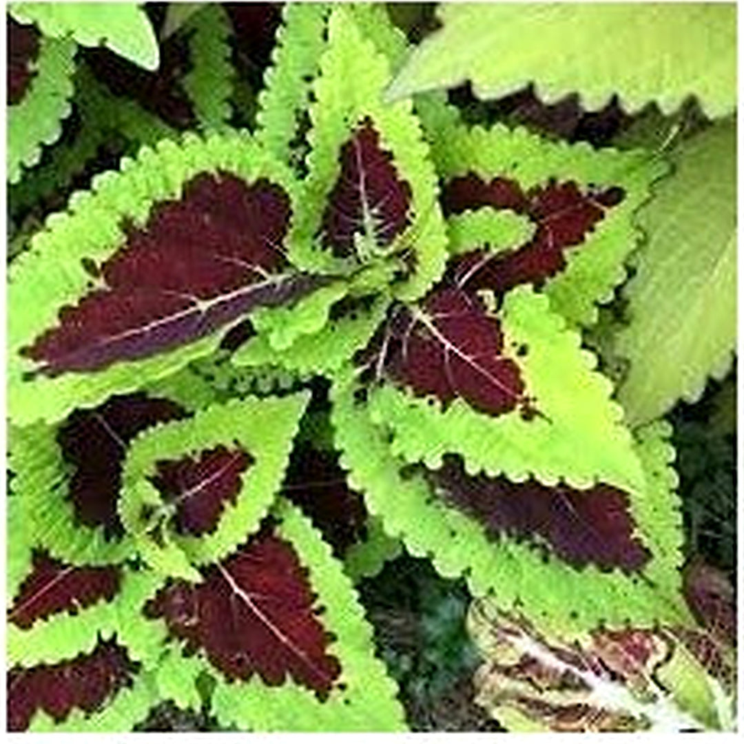 Heirloom Non Gmo Kong Lime Flower For Planting Bold Foliage And Blooms For Decorative Gardens [neera-v5-b18b8800782516f27c12]
