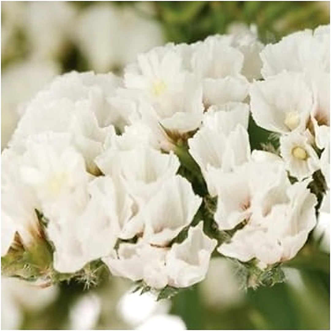 White Statice Seeds for Planting [neera-v5-b18ebfd7774c08e582a3]
