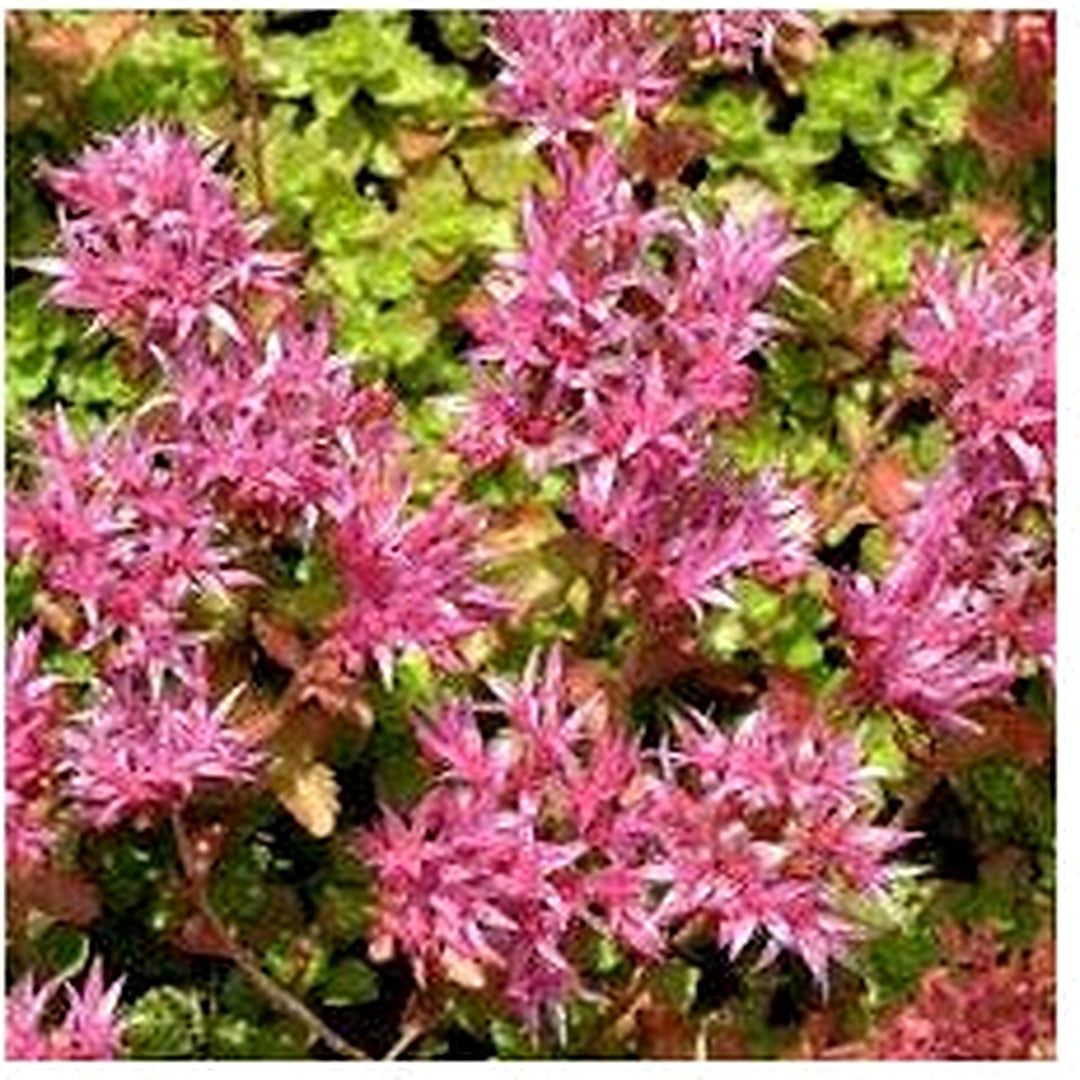 Pink Spurium Coccineum Plant Seeds [neera-v5-b1a09ac3dd48d72a23a0]