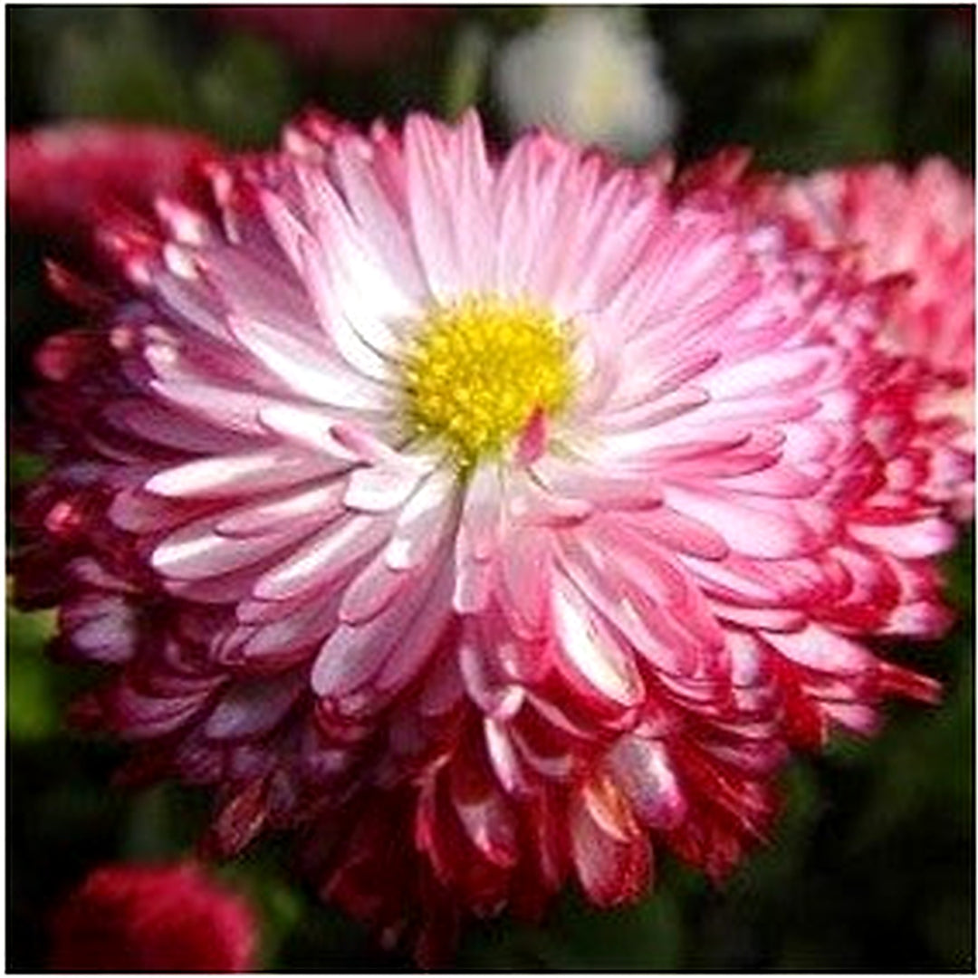 Organic Heirloom Leucanthemum Shasta Flower Seeds for Planting [neera-v5-b1ad53d72e7fece77c44]