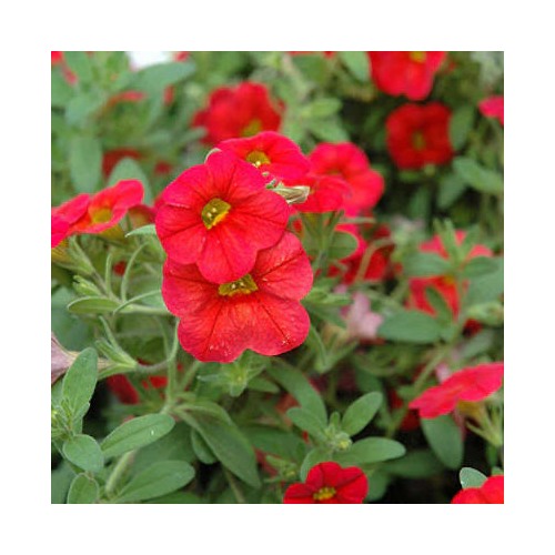 Scarlet Red Petunia Flower Seeds for Planting [neera-v5-b1b750f365882cec46dc]