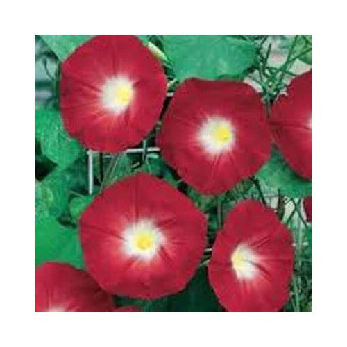 Scarlet Hara Morning Glory Planting Season Long Flowers Heirloom Non Gmo Flower Seeds Home [neera-v5-b1c025fe18948bc13dac]