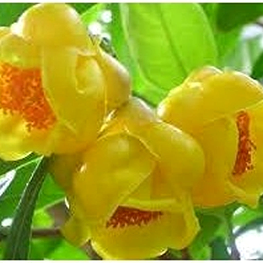 Golden Camellia Flower Seeds for Planting [neera-v5-b1c145b56b26d4df559e]