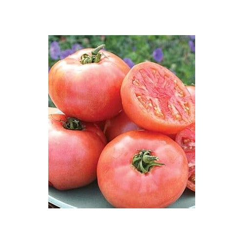 Pale Pink Big Tomato Seeds for Planting [neera-v5-b1ce42c6cffebb3d0705]