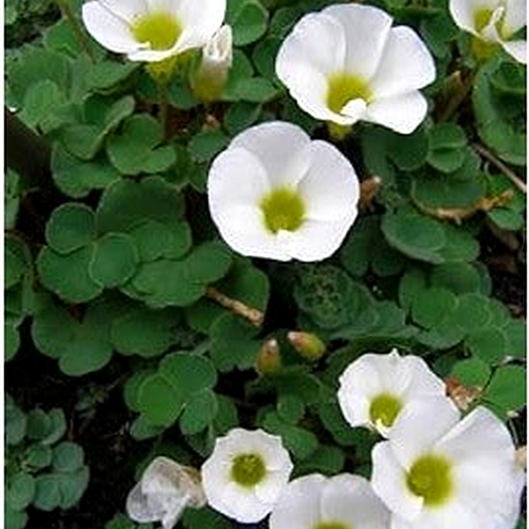 Heirloom Non-GMO White Oxalis Laciniata Flower Seeds for Garden Planting [neera-v5-b1d709bceb0f7bf31320]