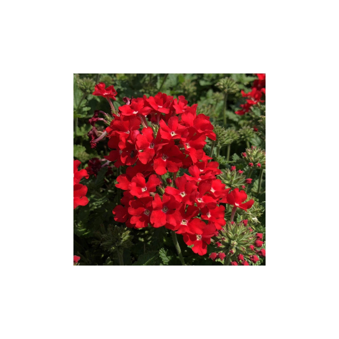 Verbena Scarlet Verbena Hybrida Flower For Planting In Home Garden Or Hanging Baskets Flower Seeds [neera-v5-b1dca640ec7b1b8cdcc6]