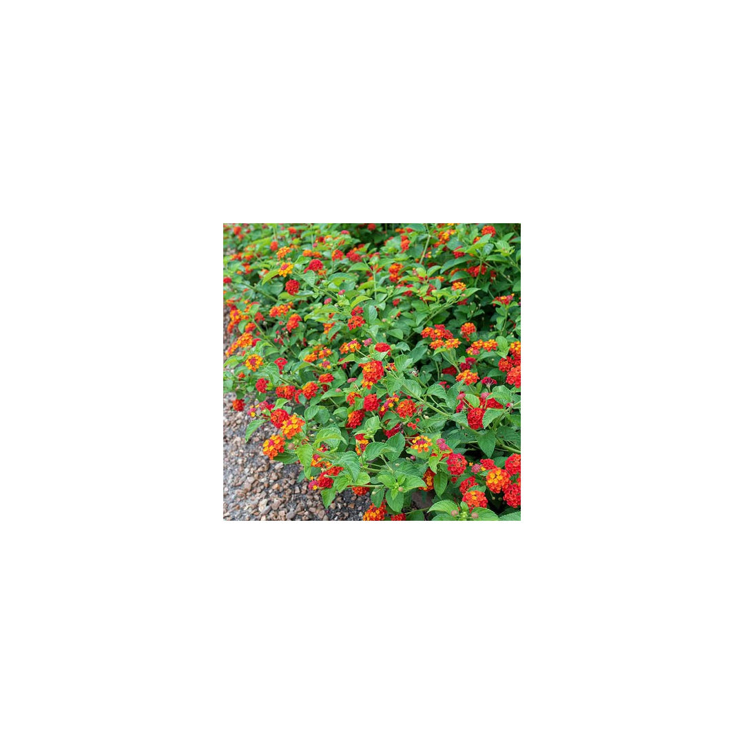 Lantana Flower For Planting Flower Seeds for Home Garden Planting, Landscape Organic Blooming [neera-v5-b1e21fa988126729474d]
