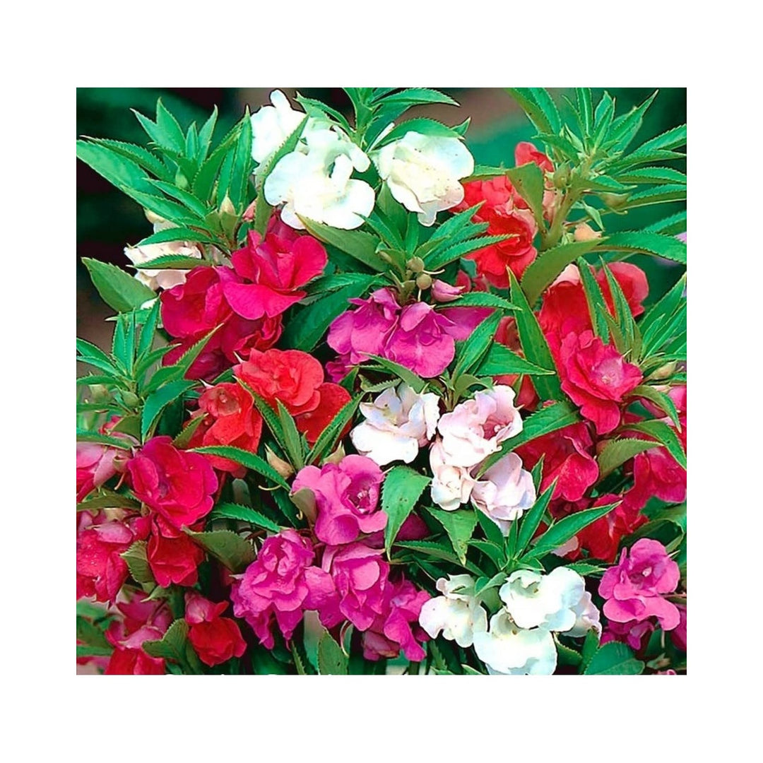 Impatiens Garden Balsam Multicolor Potted Flower Flower Seeds for Home Garden Planting, Exotic [neera-v5-b1e26846be56f7693bb9]