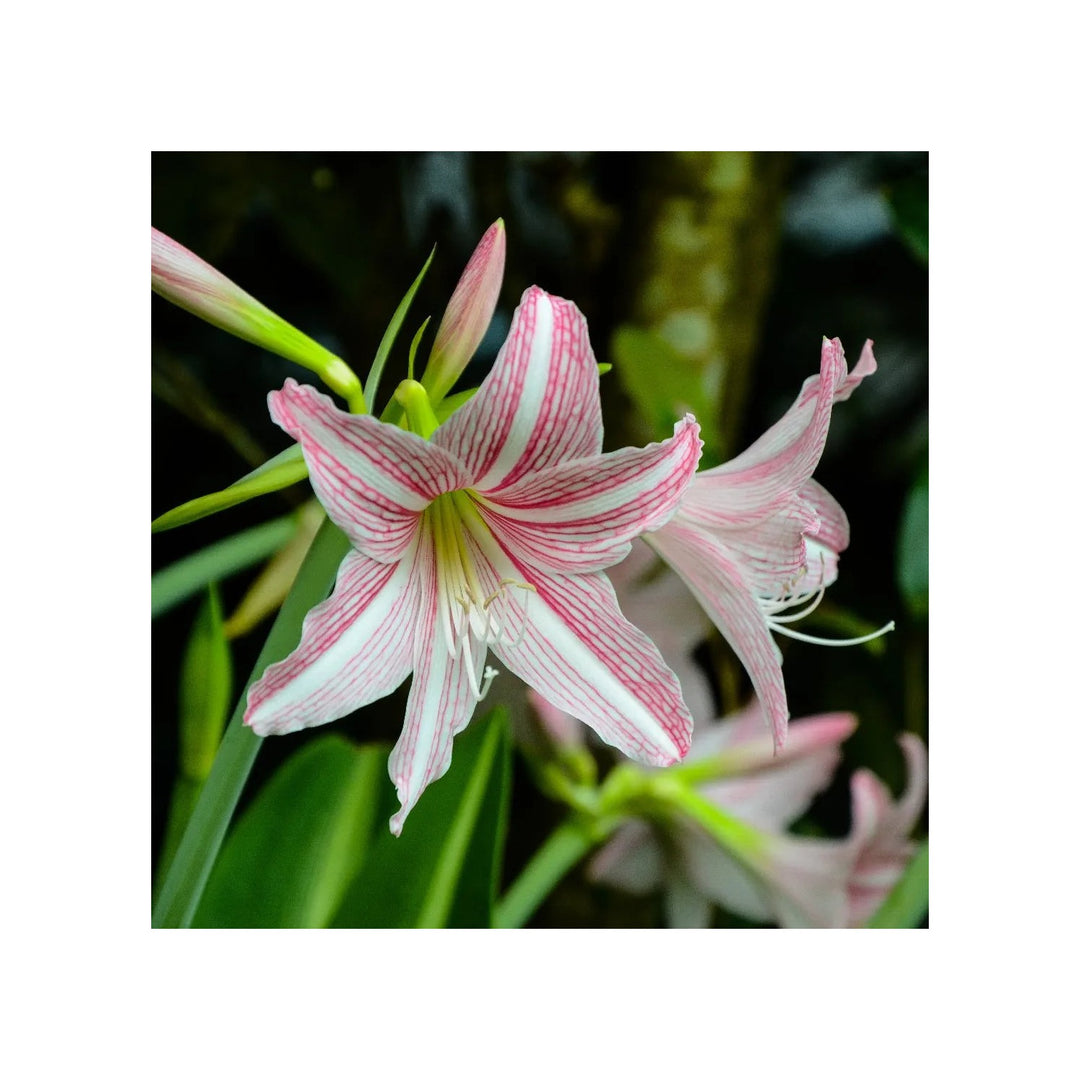 Pink Heirloom Non Gmo Hippeastrum Rutilum Flower For Garden Planting Exotic Amaryllis Blooms Flower [neera-v5-b1e26b5178eb3f512968]