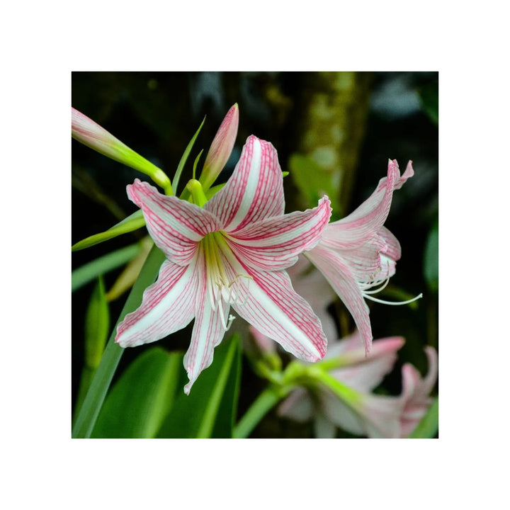 Pink Heirloom Non Gmo Hippeastrum Rutilum Flower For Garden Planting Exotic Amaryllis Blooms Flower [neera-v5-b1e26b5178eb3f512968]