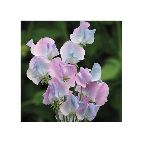 Multi-Colored Sweet Pea Flower Seeds for Planting [neera-v5-b1f87ee4d684de0e176a]