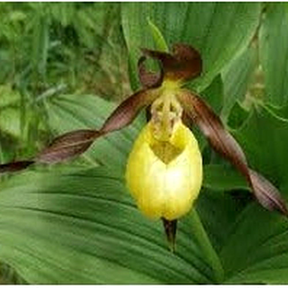 Cypripedium calceolus (Yellow Lady’s Slipper) Seeds for Planting [neera-v5-b1fdd10527c26ab8553d]