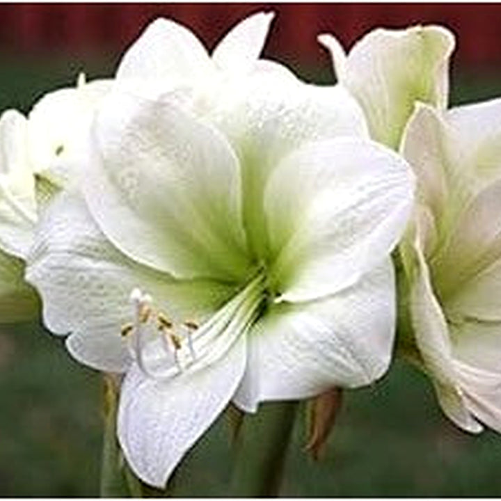 White Amaryllis Flower Seeds for Planting [neera-v5-b2000605bc62a5cb623e]