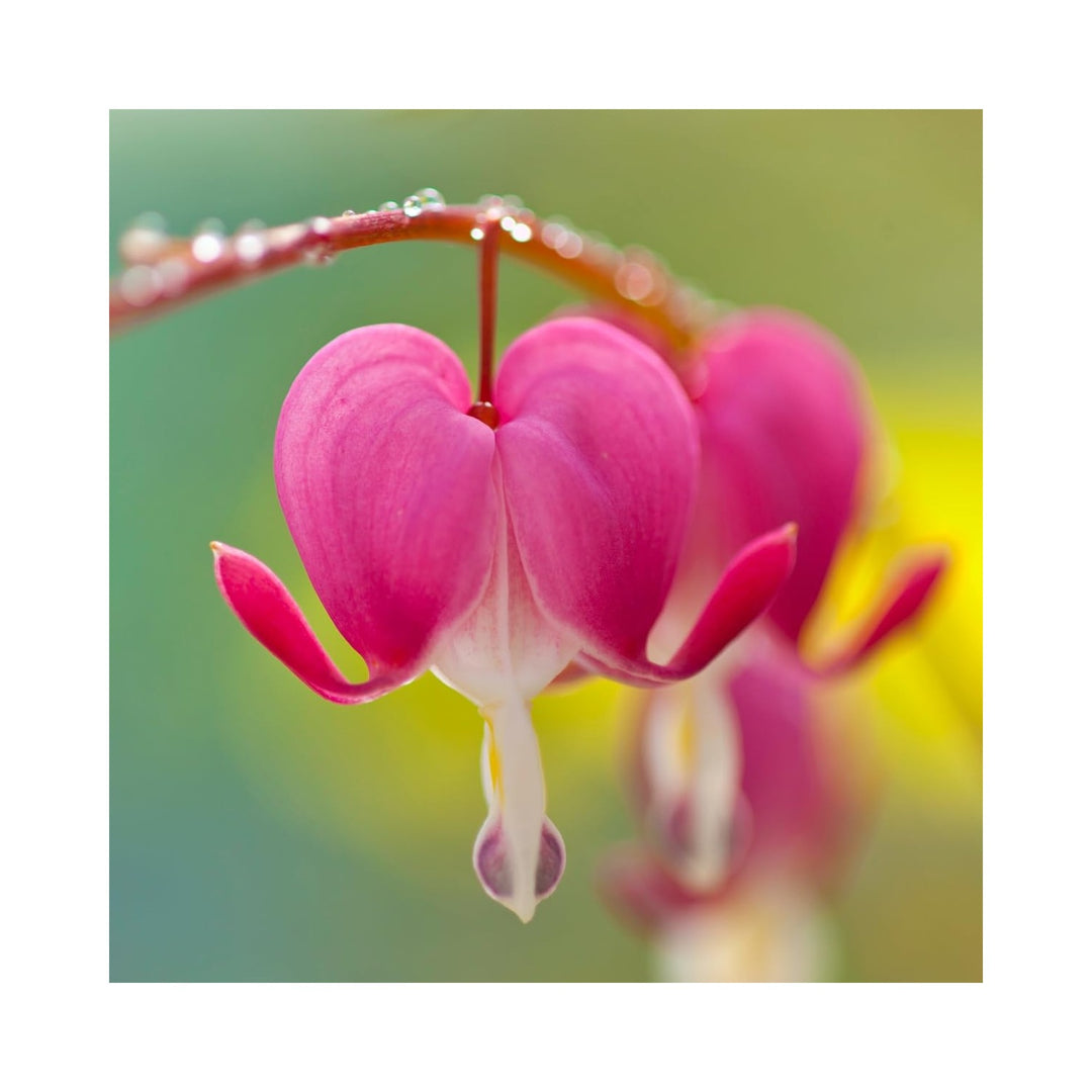 Bicuculline Dicentra Spectabilis Flower For Ornamental Garden And Woodland Planting Flower Seeds [neera-v5-b20225b219e40b547e65]