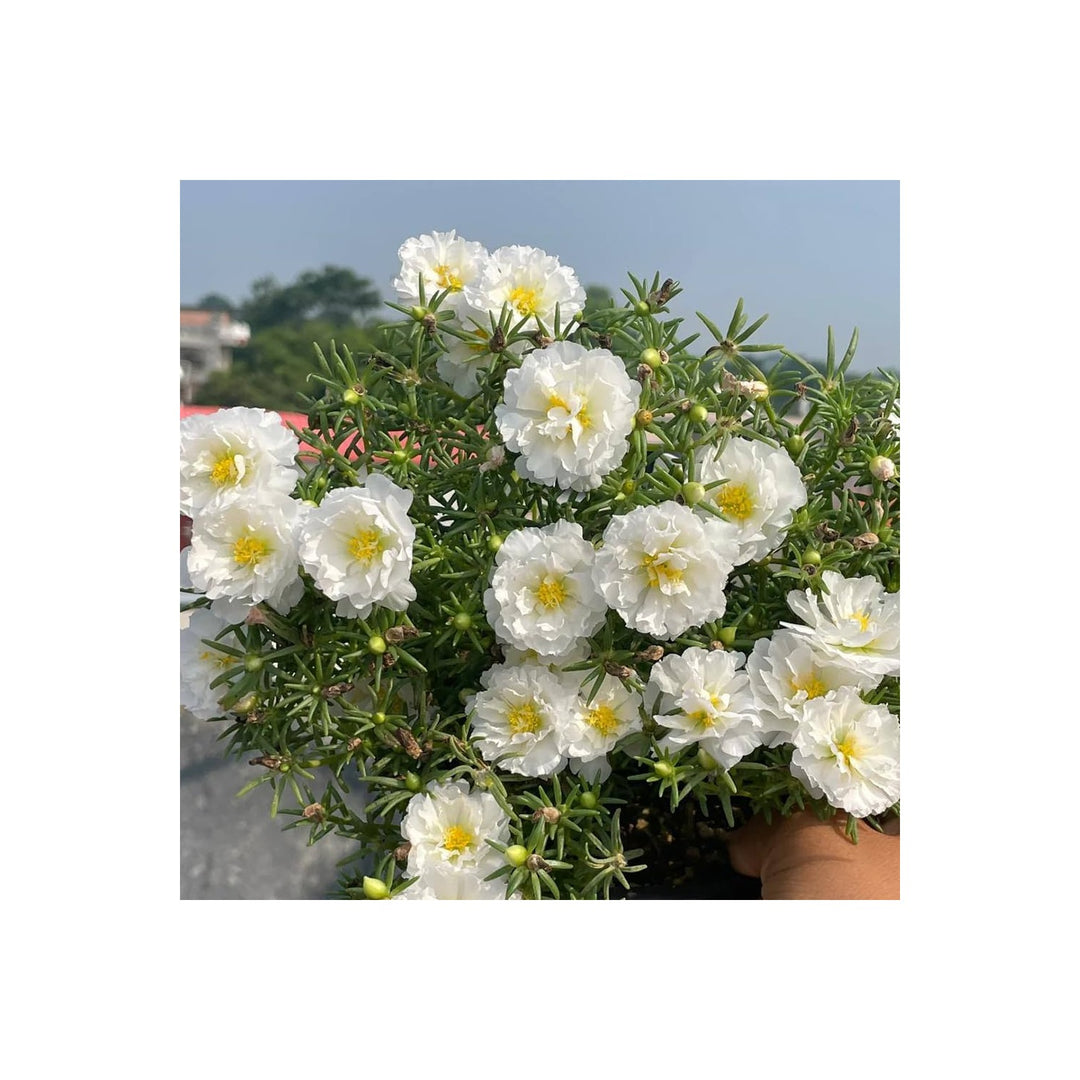 White Portulaca Flower For Planting Flower Seeds for Home Garden Planting, Lush Organic Blooming [neera-v5-b208b22e905ec2a5a20f]