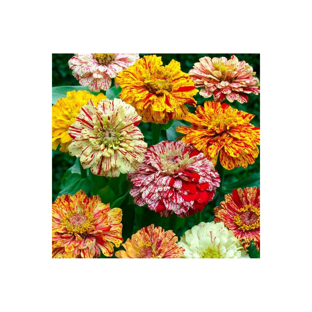 Candy Mix Zinnia Zinnia Elegans Flower For Home Garden And Planting Flower Seeds for Home Garden [neera-v5-b20e95fbd8af53652789]