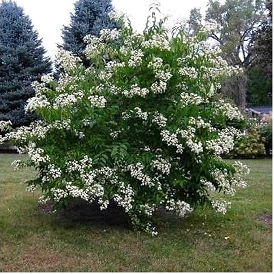 White Sevenson Flower For Garden Flower Seeds for Home Garden Planting, Landscape Organic Blooming [neera-v5-b215aef8c3fd8a59823c]