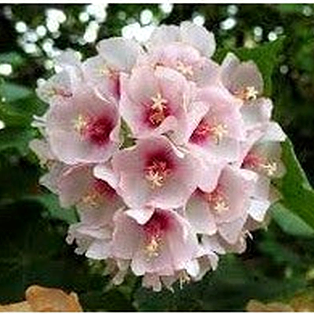 Heirloom Non-GMO Dombeya Bourgassiae Flower Seeds for Planting [neera-v5-b2254c9a37d4a01b564b]