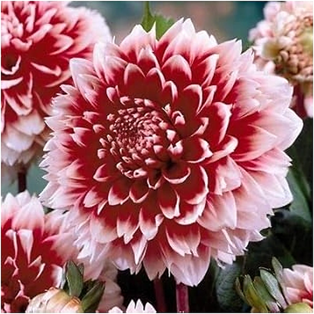 White & Red Dahlia Flower Seeds for Planting [neera-v5-b22715c1da25f49108f2]