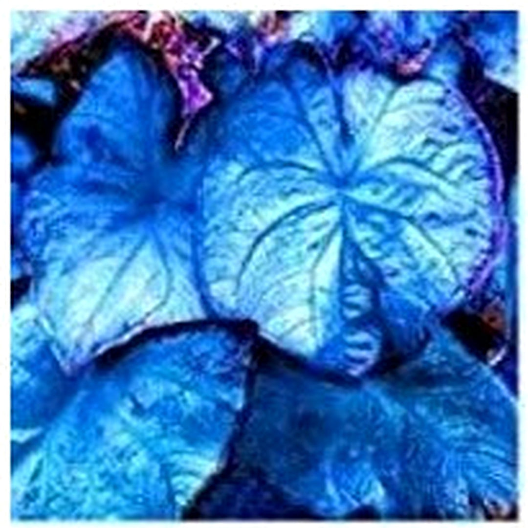 Blue Caladium Sky Flower For Planting Non Gmo Flower Seeds for Home Garden Planting, Landscape [neera-v5-b23327a5b0c051c6d4eb]