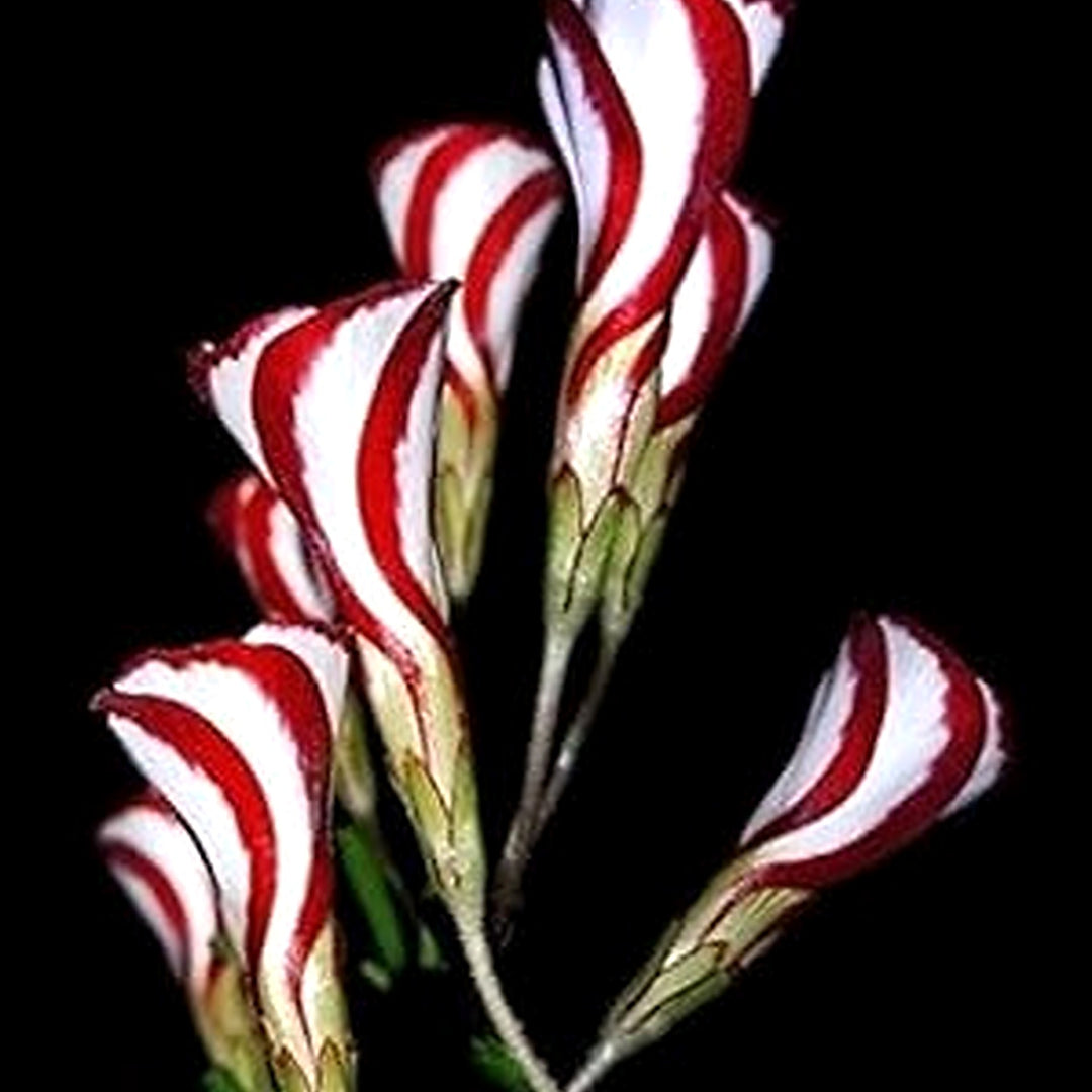 Red White Versicolor Flower Seeds for Planting [neera-v5-b23ca130ffa2febea1b8]