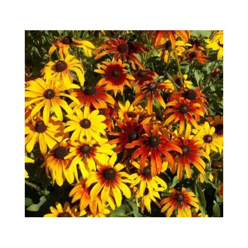 Gloriosa Daisy Planting Flower Usa Perennial Native Wildflower Heirloom Non Gmo Flower Seeds [neera-v5-b23fdcf85d25bb68dbca]