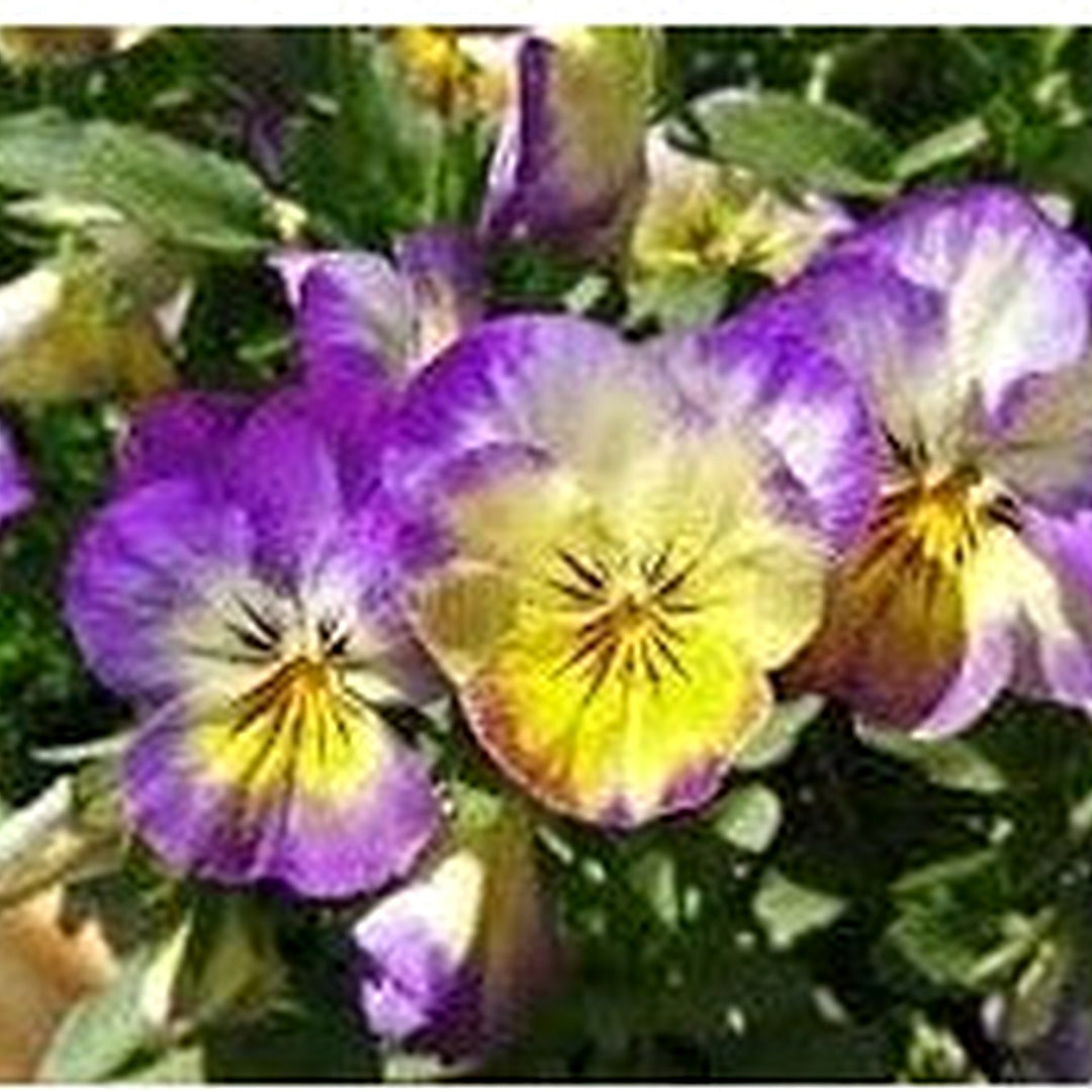 Heirloom Non-GMO Johnny Jump-up Viola Flower Seeds for Planting [neera-v5-b246180c8c023fe0762c]