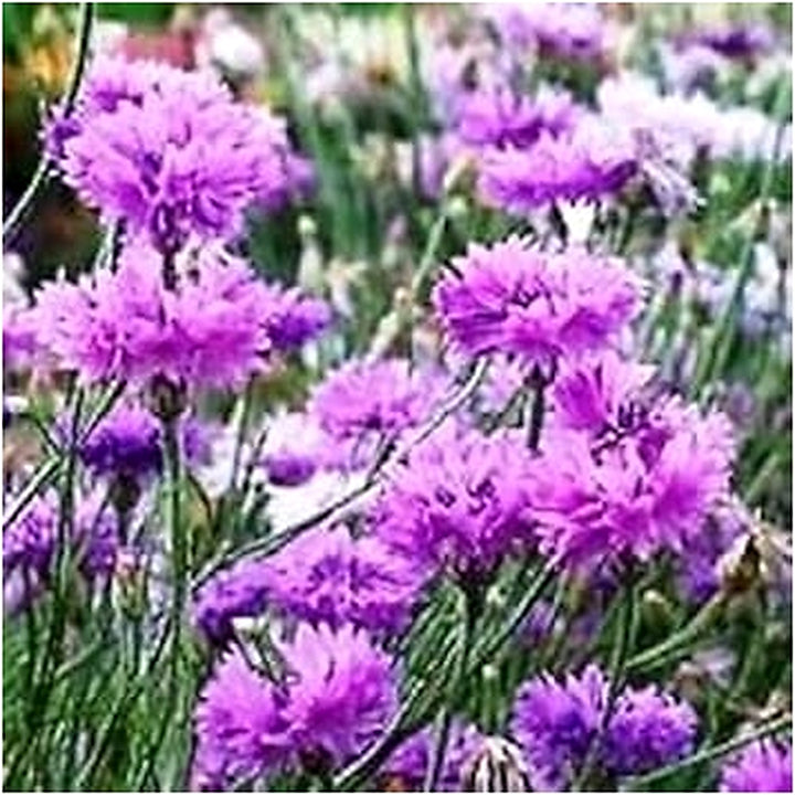 Purple Centaurea Flower Seeds for Planting [neera-v5-b24a68cb2934a2f1358b]