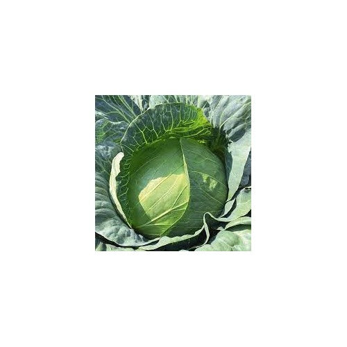 Hybrid Cabbage Seeds for Planting [neera-v5-b24cbdf81c2fe8abd767]